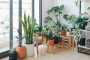 Five plants for your bedroom