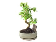 Benefits of  Having Your Very Own Bonsai Plant