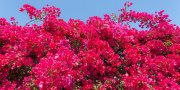 How to plant, grow and prune bougainvillea