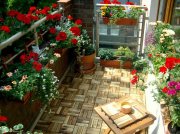 5 Tips to a balcony garden in Summer