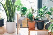 Breathing Easy: How Indoor Plants Can Transform Your Urban Sanctuary