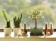 Houseplants for every spot