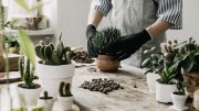 Selecting The Best Pots For Your Plants