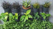A Beginner’s Guide to Growing Plants and Vegetables in the UAE