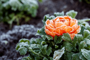 Enjoy the winter while taking care of your plants