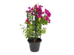 Buy Plants Online Abu Dhabi| Plants Online UAE | Buy Plants In Dubai ...