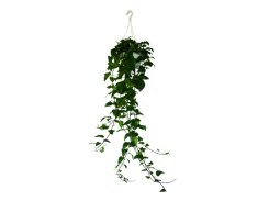 Best Indoor Hanging Plants | Shop House plants online Dubai, Abu Dhabi ...