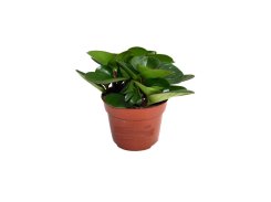 peperomia