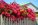 April Gardening in Dubai: 5 Heat-Tolerant Plants to Beat the Rising Temperatures