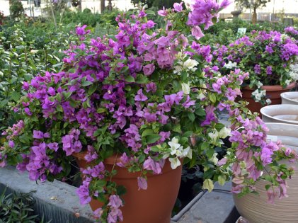 Bougainvillea Alexandra Mix - Shrubs - Dubai Garden Centre