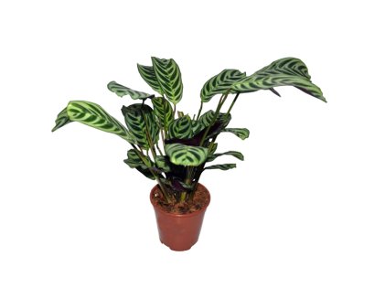 Calathea Ctenanthe Amabilis - Evergreen Plants - Dubai Garden Centre