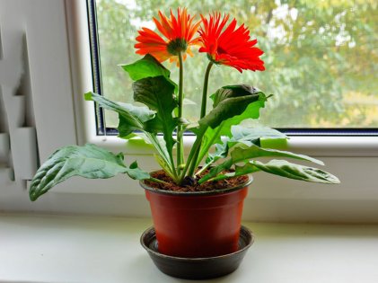 Gerbera plant sales