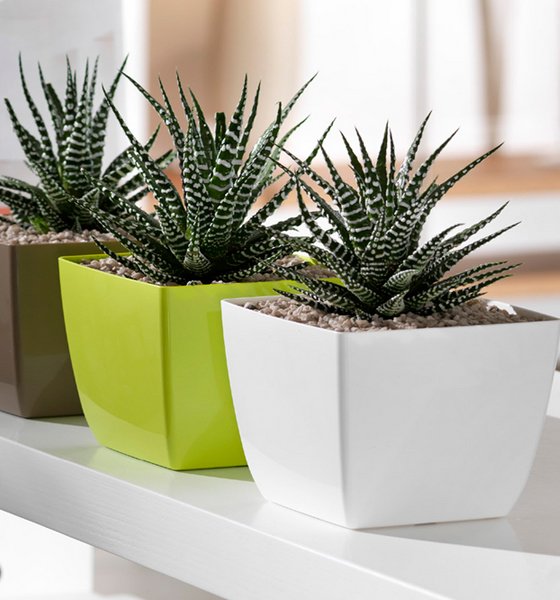 Plant Pots Online in Dubai|Outdoor Plant Pots in Abu Dhabi|Indoor Plant Pots UAE - Dubai Garden Centre