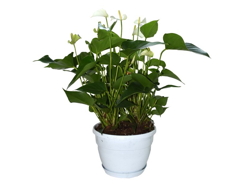 Anthurium Andreanum Mix - Flowering Plants - Dubai Garden Centre