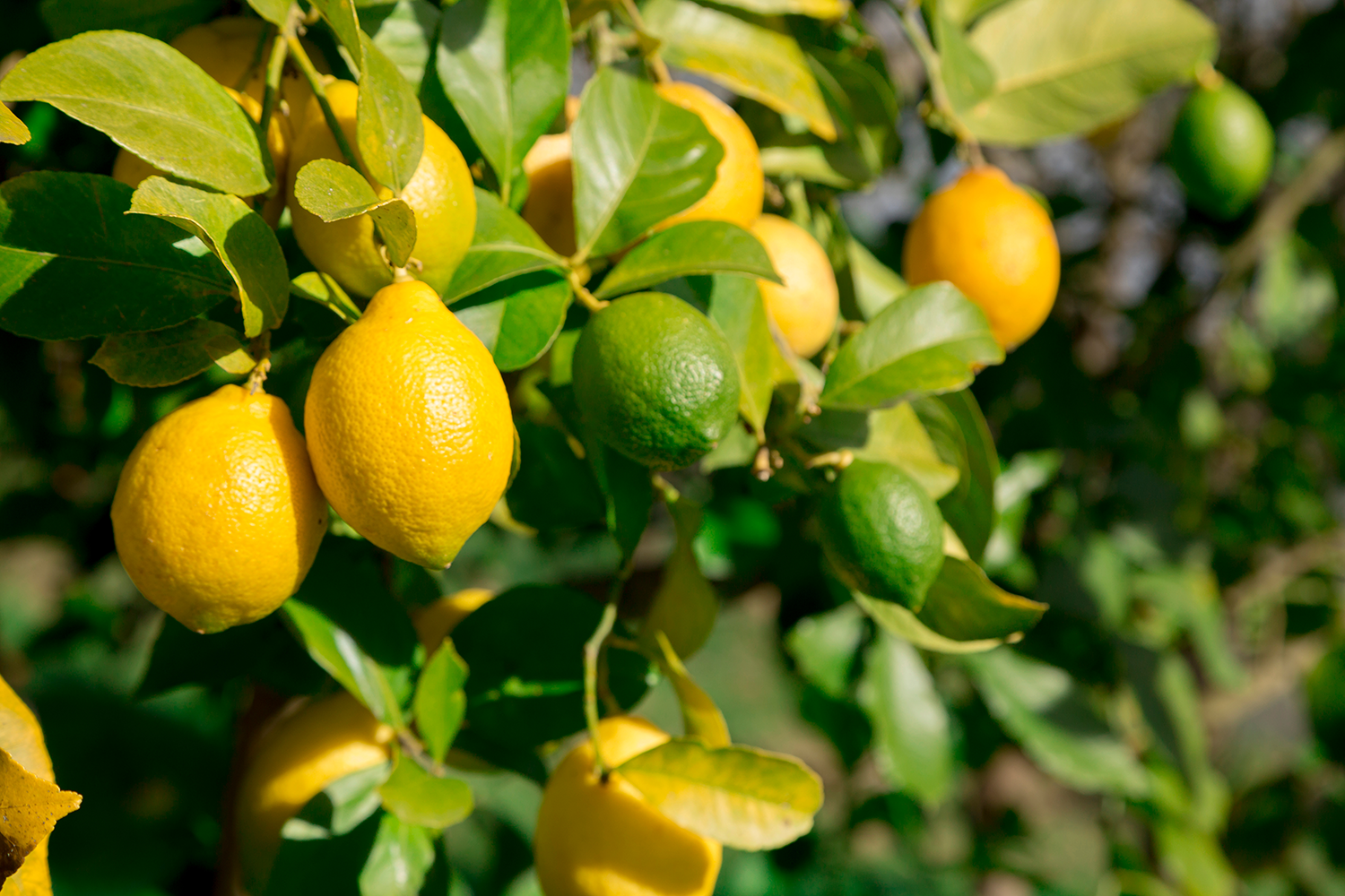 Citrus Lemon Indoor Tree - Green/Yellow Fruits - Fruit Bearing Plants