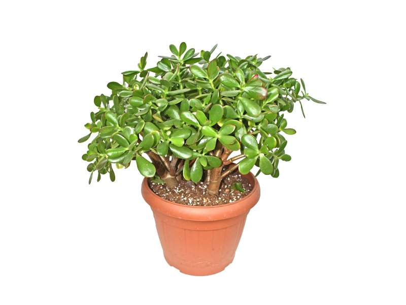 Crassula Ovata - Evergreen Plants - Dubai Garden Centre