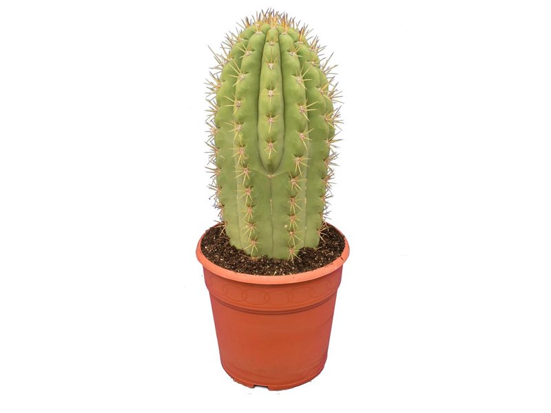 Trichocereus Pasacana - Indoor Cactus and Succulents - Dubai Garden Centre