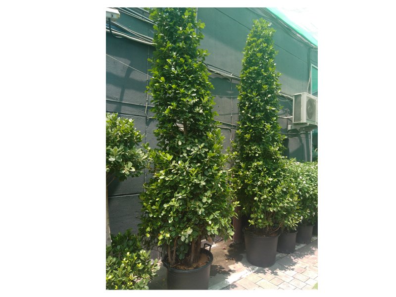 Ficus Panda Cone Shape Free Standing Outdoor Plants Buy Outdoor Plants Online Trees Dubai