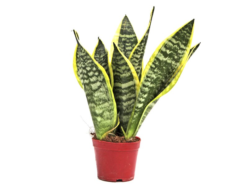 Mini Sansevieria