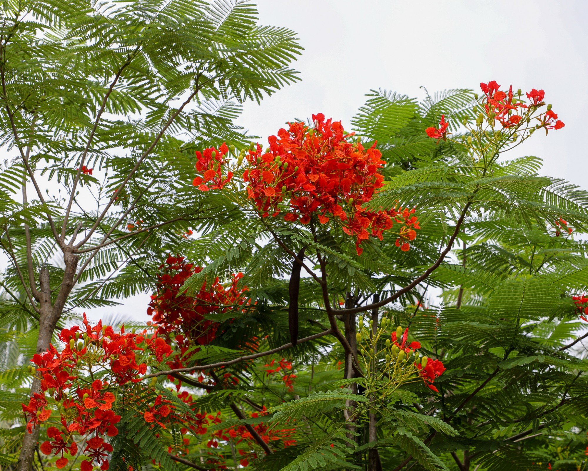 Bougainvillea red Flower Blooms - Dubai Plants