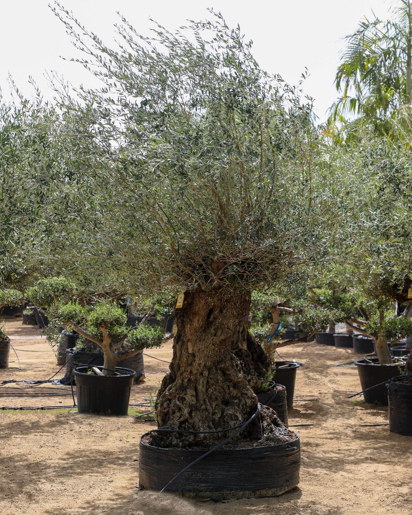 Dubai Garden Centre Plants that love the UAE weather