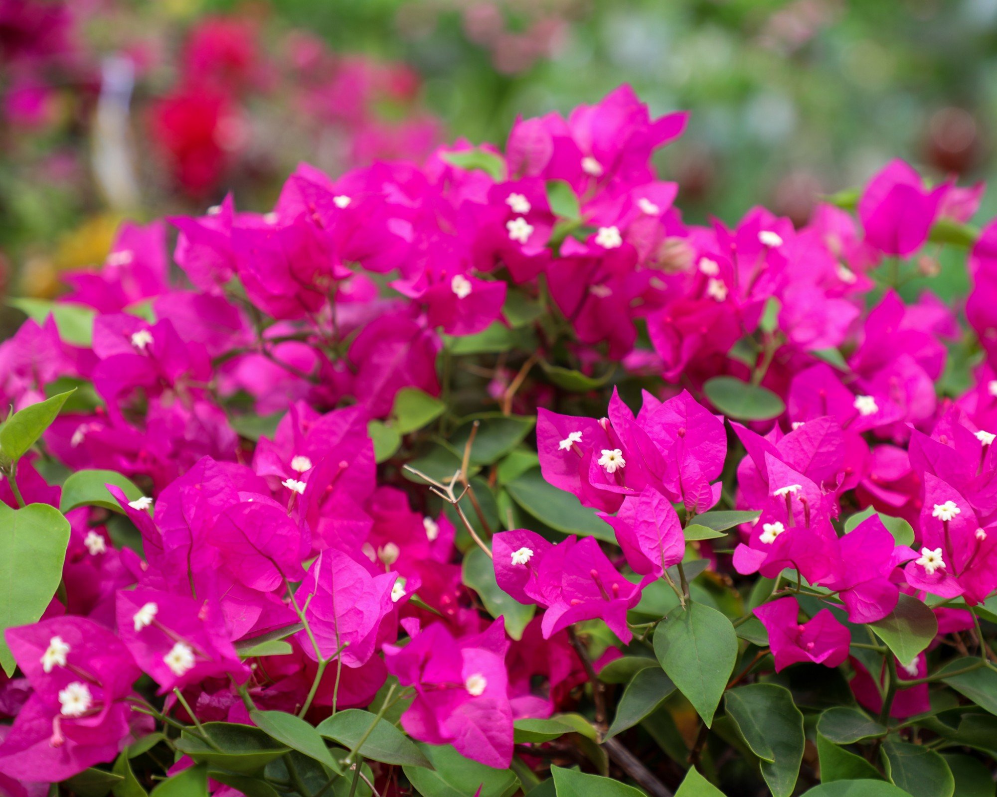 Dubai Garden Centre Plants that love the UAE weather