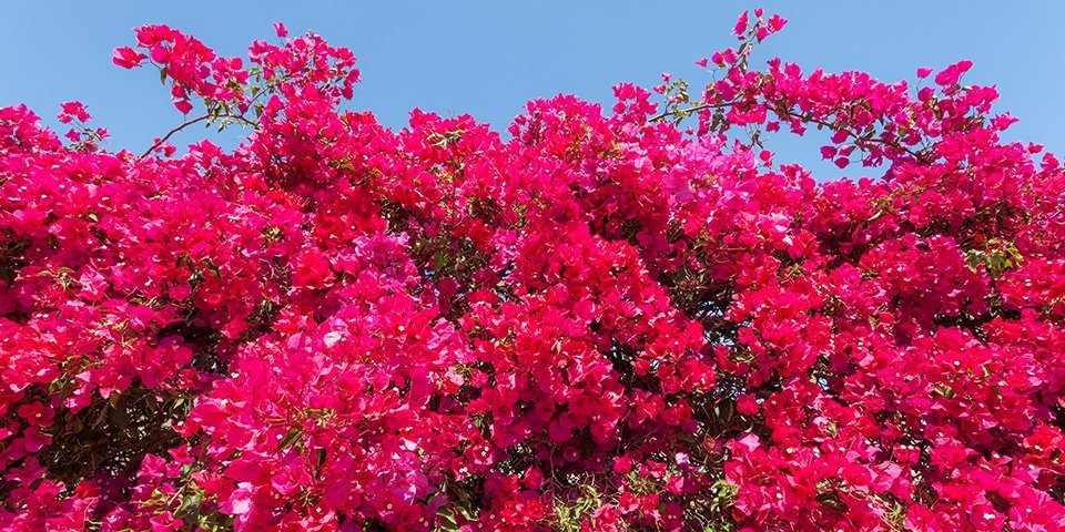 Bougainvillea red Flower Blooms - Dubai Plants