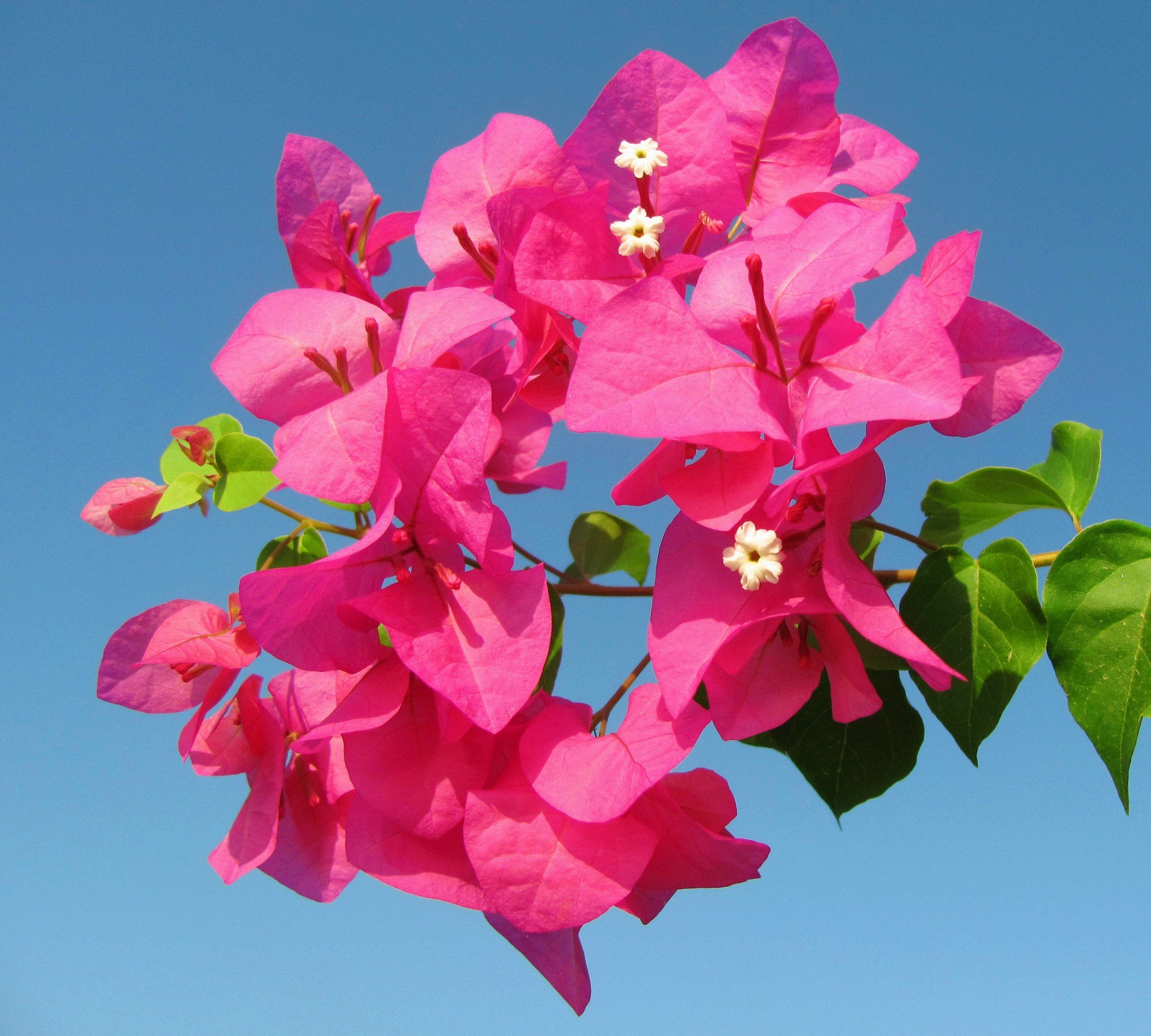 Dubai Garden Centre - How to plant, grow and prune bougainvillea