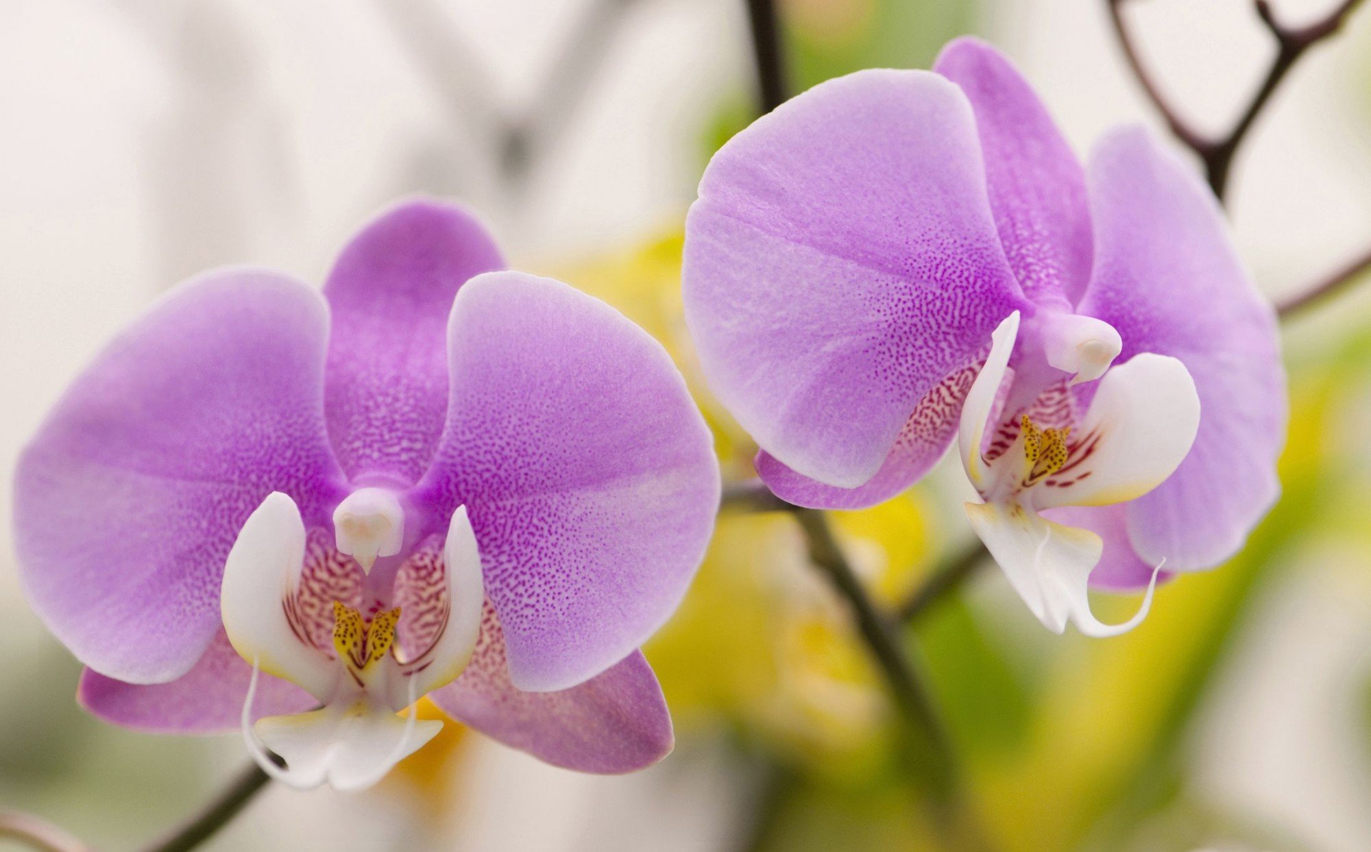 How to Grow and Care for Phalaenopsis Orchids