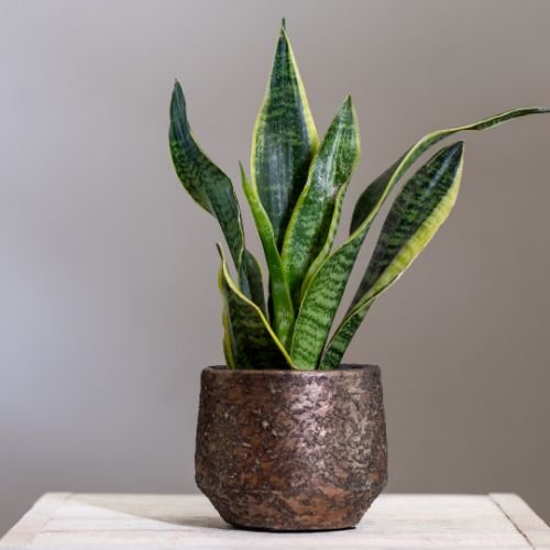 snake plant