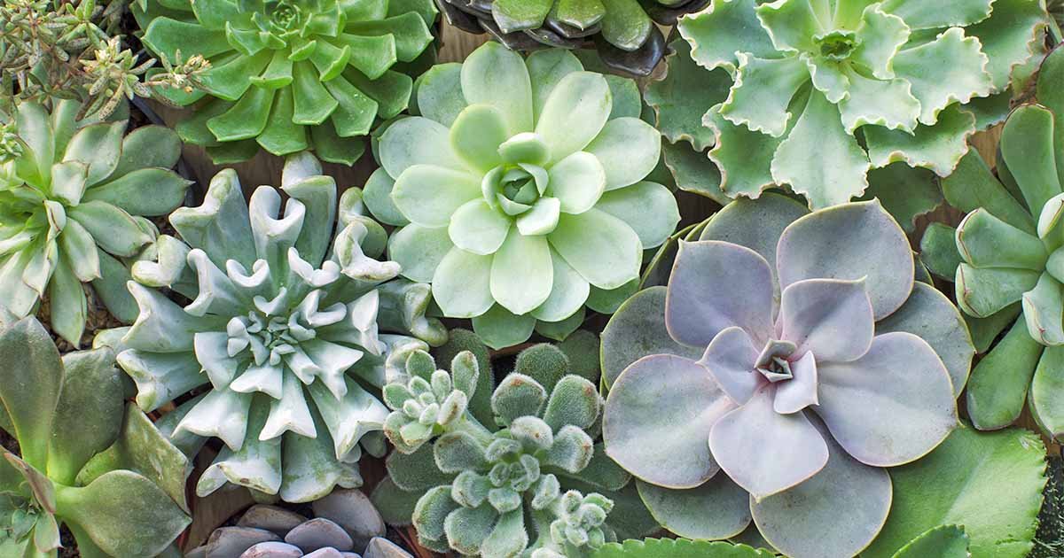 11 Best Easy-Care Exotic Succulents to Grow at Home | Gardener's Path