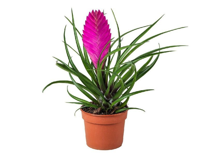 Bromeliad Plant