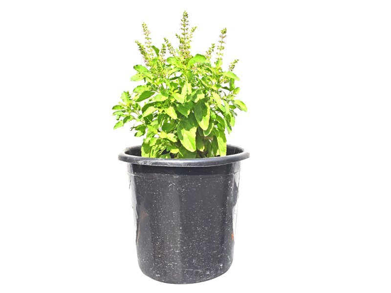 Basil Plant