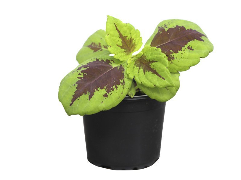 Coleus Plant