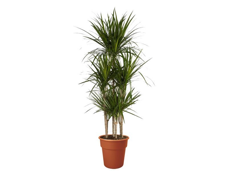 Dracaena Marginata