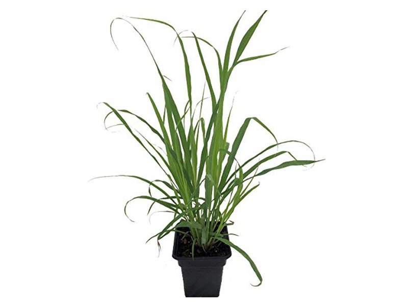 Lemongrass Plant