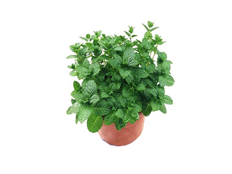 Mint Plant