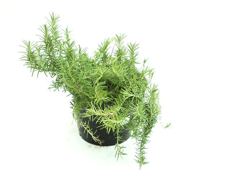 Rosemary Plant