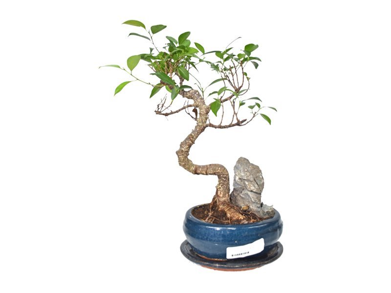 bonsai-carmona-retusa