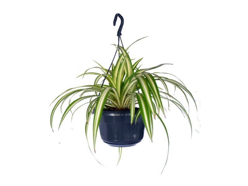 spider plant