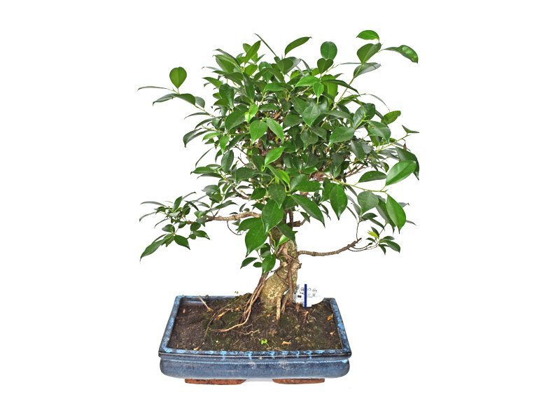 ficus-retusa-bonsai