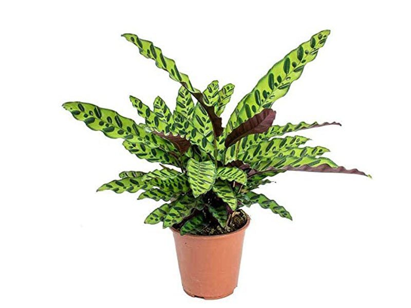 calathea 