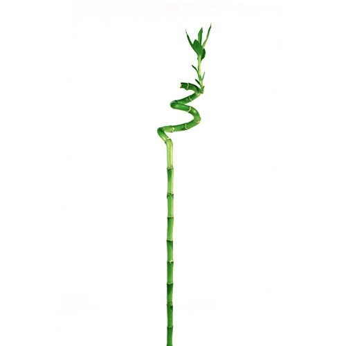 Lucky Bamboo Plant