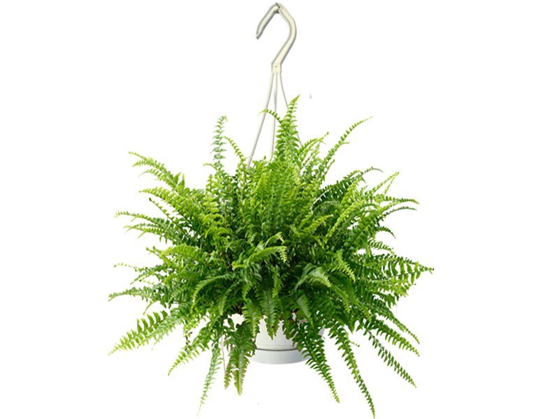 boston fern