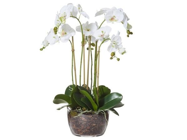 Phalaenopsis Orchid