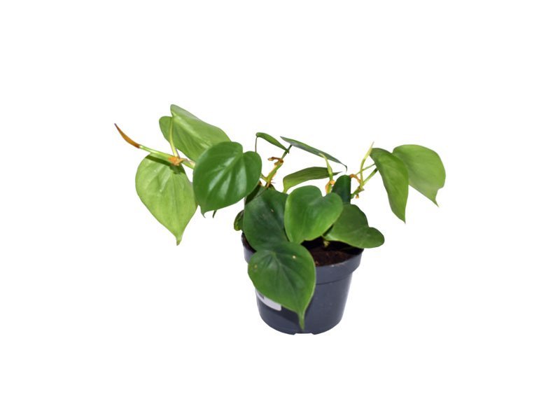 philodendron plant