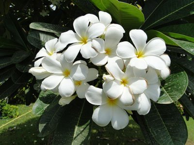 plumeria_frangipani