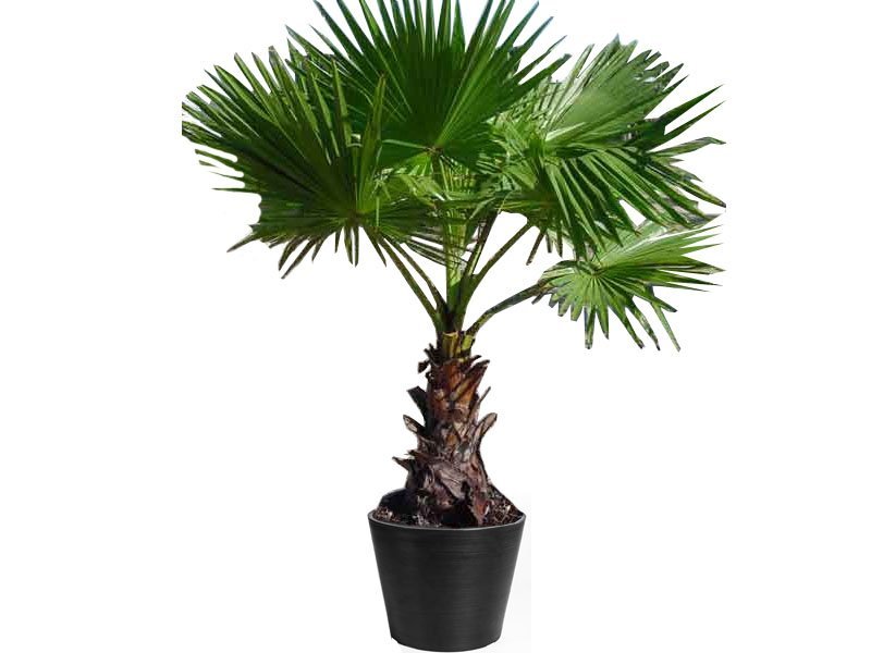 washingtonia_robusta