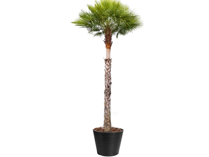 wax_palm