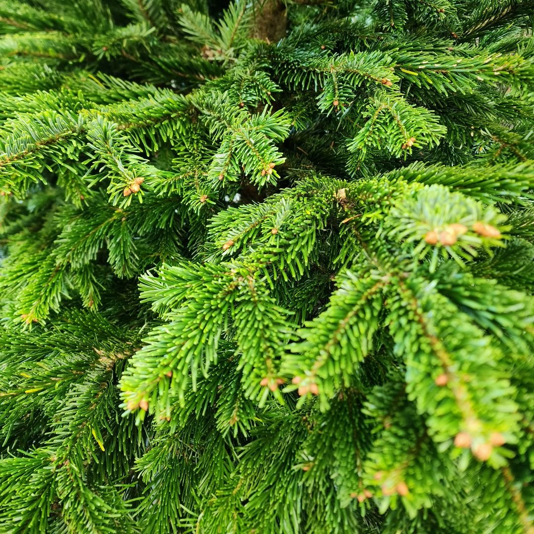 nordmann fir tree